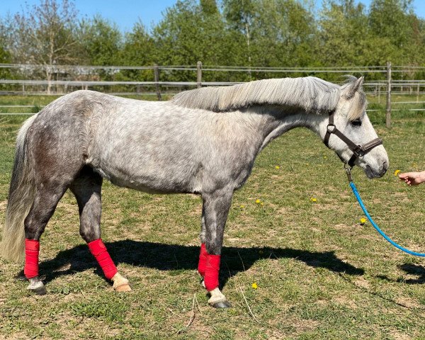 Zuchtstute Nenitas Binti Jua (Deutsches Reitpony, 2011, von Nemax)