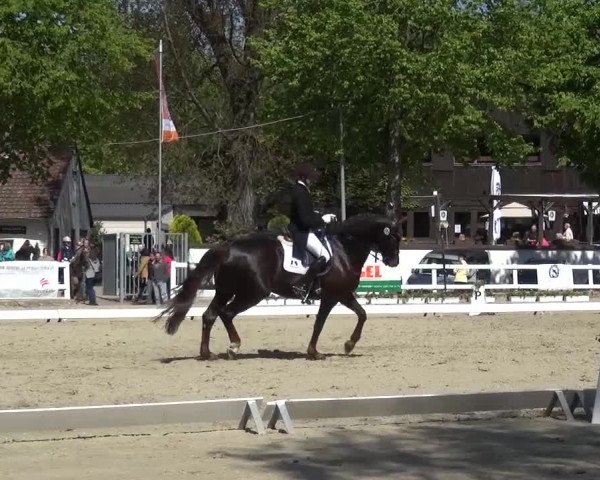Reitturnier Köln-Seeberg 2016