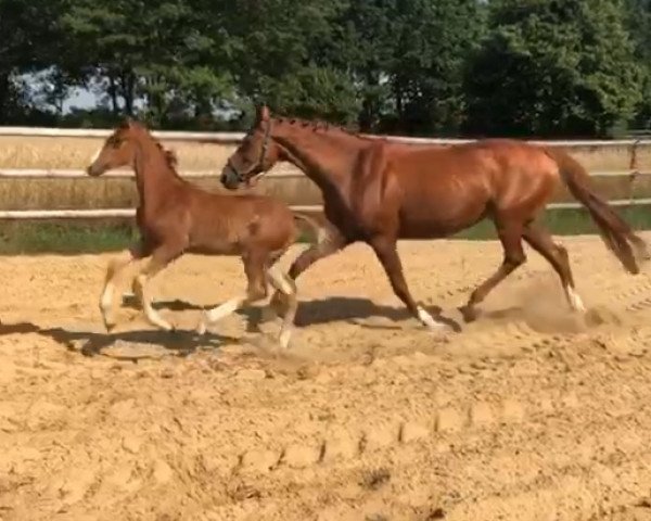 broodmare Lawomago G (Hanoverian, 2005, from Lauries Crusador xx)