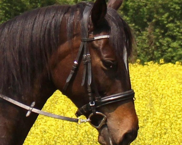 broodmare Lili Marleen (Trakehner, 2010, from Singolo)