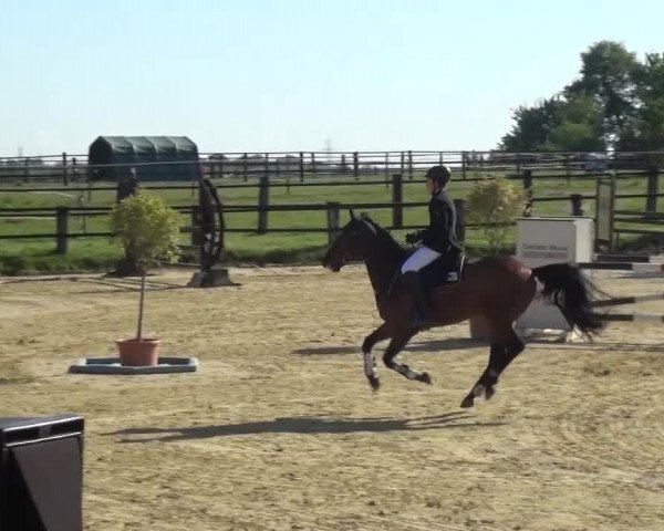 Reitturnier Kaarst - Reitanlage Bierewitz 2016