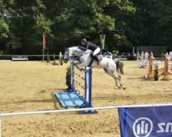 broodmare Caspita 2 (Holsteiner, 2009, from Cosido)