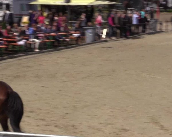 Reitturnier Hamm-Rhynern 2016