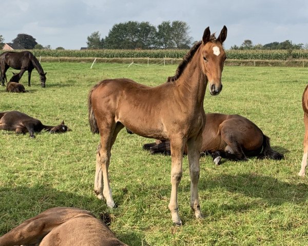 horse Denver (Holsteiner, 2019, from Del 'Arko d'Henvet)