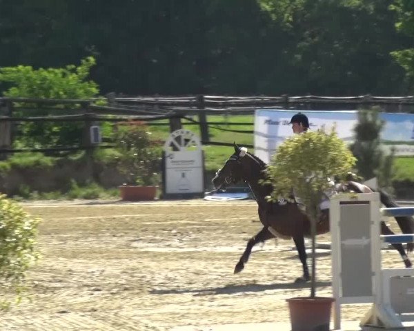 Reitturnier Kaarst - Reitanlage Bierewitz 2016