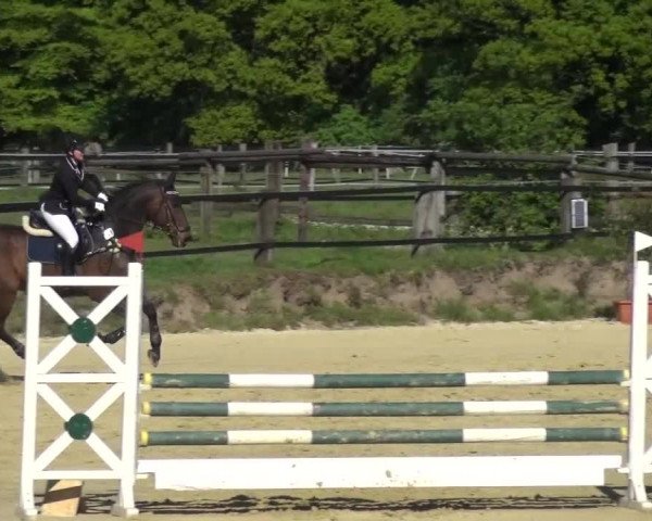 Reitturnier Kaarst - Reitanlage Bierewitz 2016