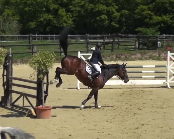 Reitturnier Kaarst - Reitanlage Bierewitz 2016