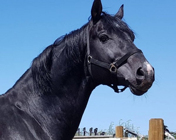 stallion Caballus Z (Zangersheide riding horse, 2001, from Caretano Z)
