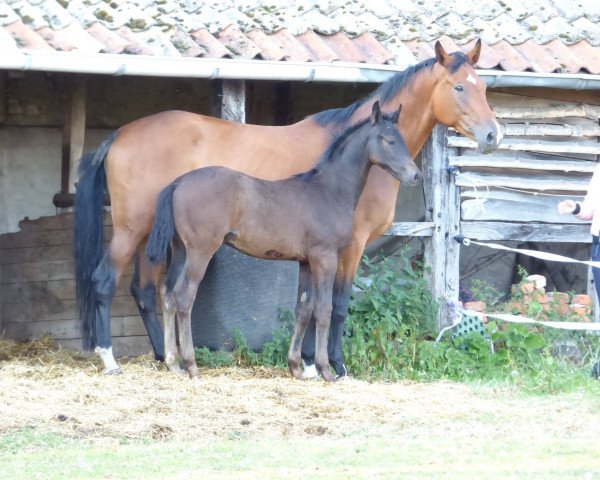 horse Daario Naharis (Westphalian, 2018, from Don Nobless)