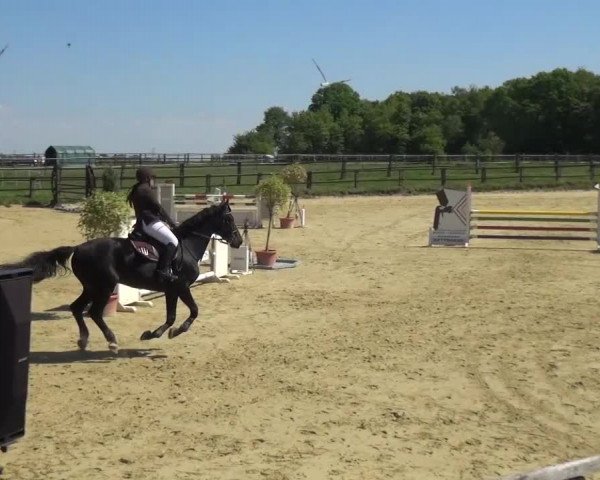 Reitturnier Kaarst - Reitanlage Bierewitz 2016