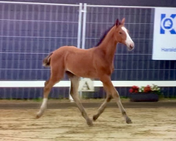 horse Darron (Holsteiner, 2019, from Del 'Arko d'Henvet)