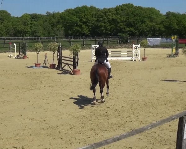 Reitturnier Kaarst - Reitanlage Bierewitz 2016