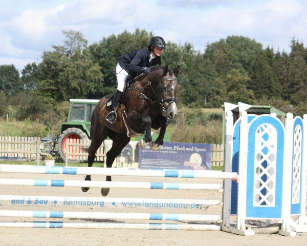 horse Caito 3 (Holsteiner, 2014, from Connor 48)