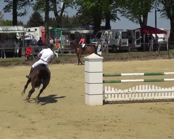 Reitturnier Kaarst - Reitanlage Bierewitz 2016