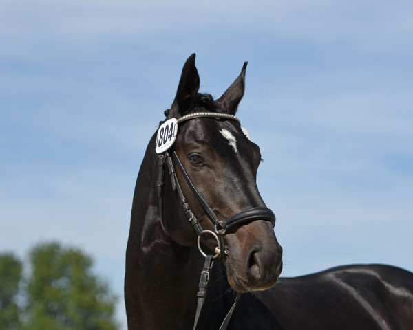 Deckhengst IVORY VOM SCHLOESSLIHOF (Deutsches Sportpferd, 2015, von I'm Special de Muze)