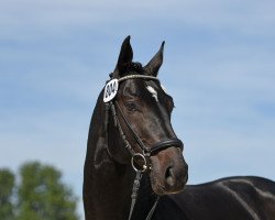 Deckhengst IVORY VOM SCHLOESSLIHOF (Deutsches Sportpferd, 2015, von I'm Special de Muze)