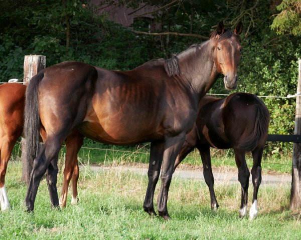 Zuchtstute Campari 227 (Westfale, 2004, von Collin L)