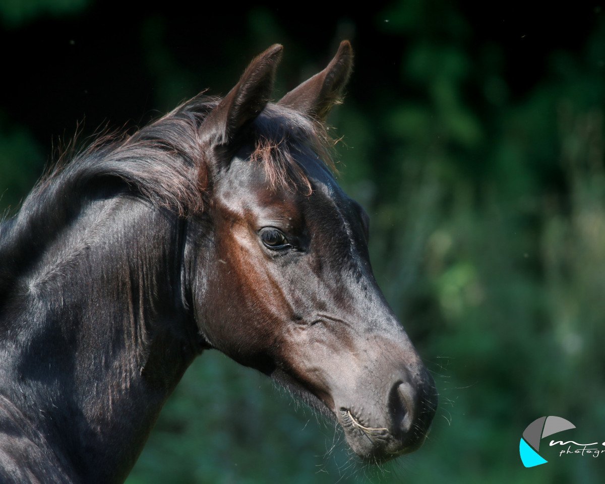 Cavallo MR Josys Salted Blue (Quarter Horse, 2019, di MJM Salty's Blue Ezra)