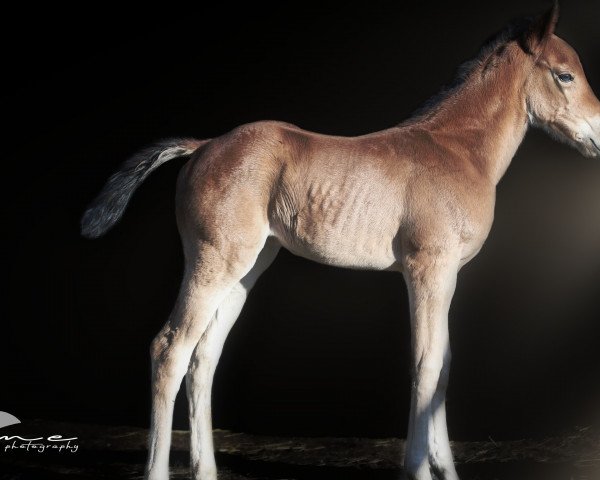 Fattrice MR Josys Playsophie (Quarter Horse, 2018, di Arc Playsophie) Fattrice MR Josys Playsophie (Quarter Horse, 2018, di Arc Playsophie)