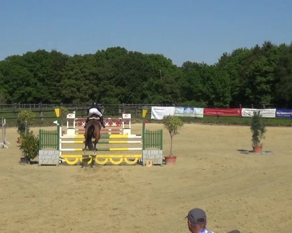 Reitturnier Kaarst - Reitanlage Bierewitz 2016