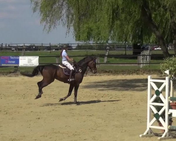 Reitturnier Kaarst - Reitanlage Bierewitz 2016