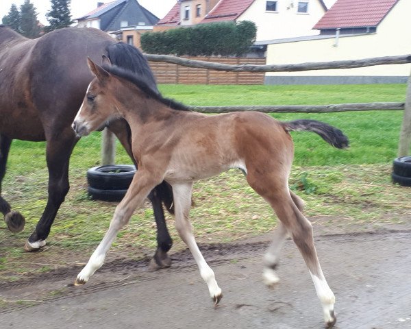horse Arie L (German Sport Horse, 2019, from Acordelli)