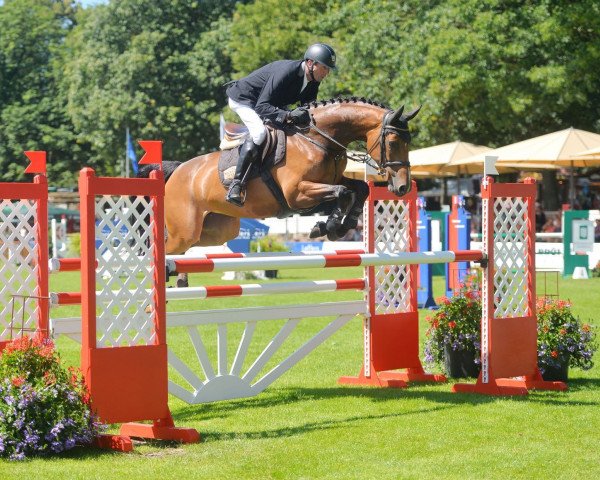 broodmare Afrika 61 (Oldenburg show jumper, 2011, from Checkland)