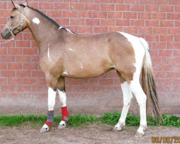 horse Miss Inara MDH (German Riding Pony, 2015, from FS Mr. Right)