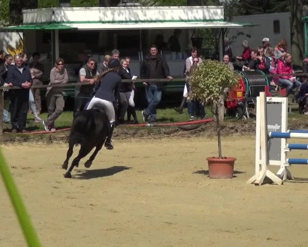 Reitturnier Kaarst - Reitanlage Bierewitz 2016