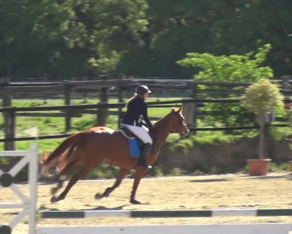 Reitturnier Kaarst - Reitanlage Bierewitz 2016