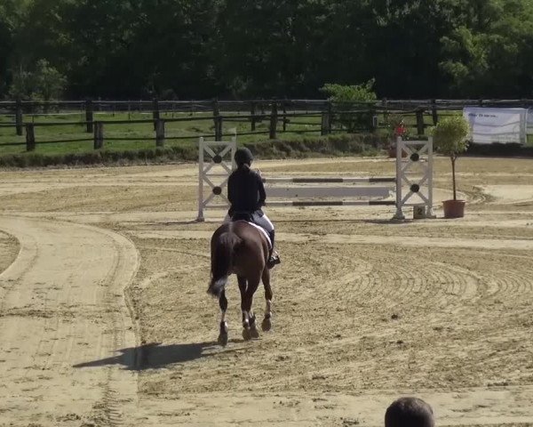 Reitturnier Kaarst - Reitanlage Bierewitz 2016