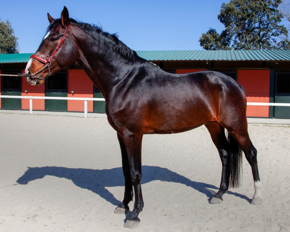stallion Contisco C (Holsteiner, 2007, from Contender)