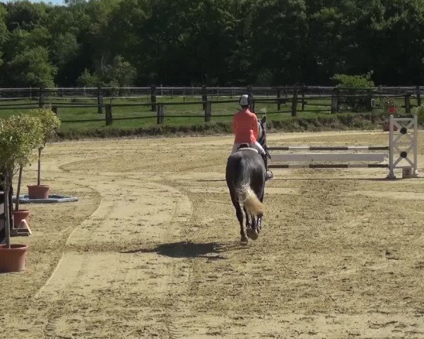 Reitturnier Kaarst - Reitanlage Bierewitz 2016