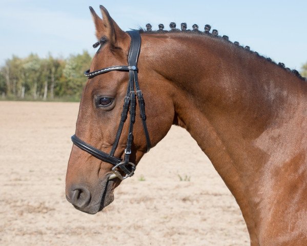 jumper Cesario 17 (Holsteiner, 2006, from Cesano II)
