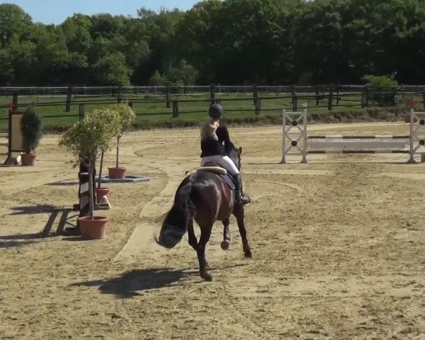 Reitturnier Kaarst - Reitanlage Bierewitz 2016