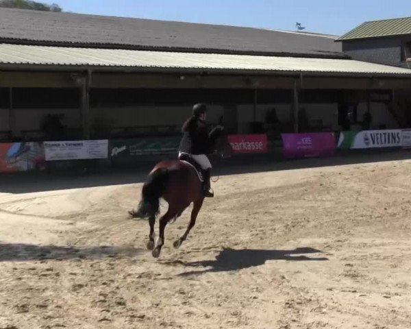 Reitturnier Hellefeld 2016