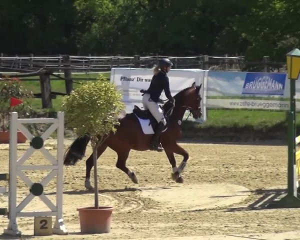 Reitturnier Kaarst - Reitanlage Bierewitz 2016