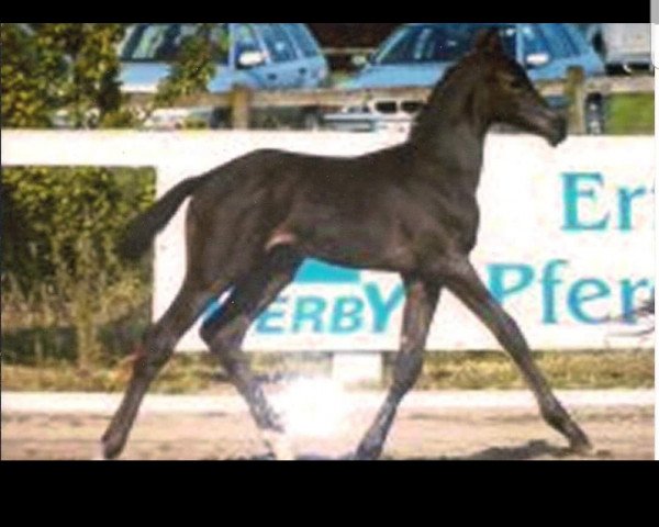 horse Hengst von Insterburg x Holunder (Trakehner, 2004, from Insterburg TSF)