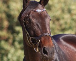 jumper Ela Ela 2 (Hanoverian, 2010, from Embassy III)