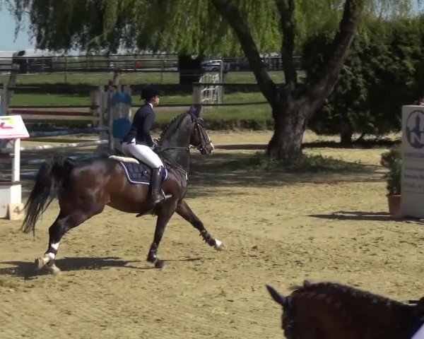 Reitturnier Kaarst - Reitanlage Bierewitz 2016