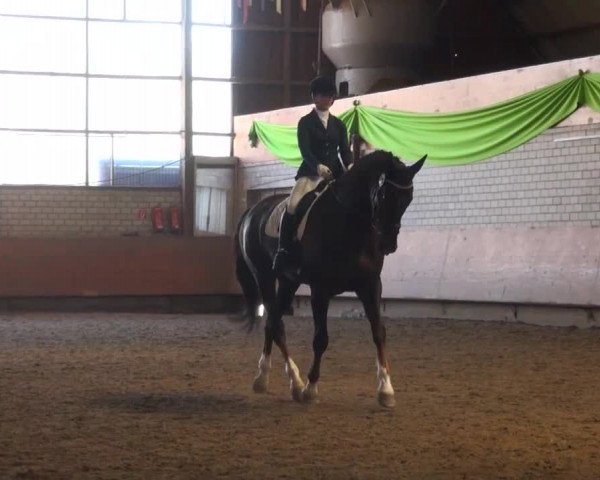 Reitturnier Hellefeld 2016