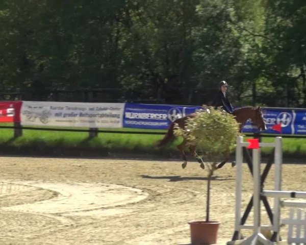 Reitturnier Kaarst - Reitanlage Bierewitz 2016