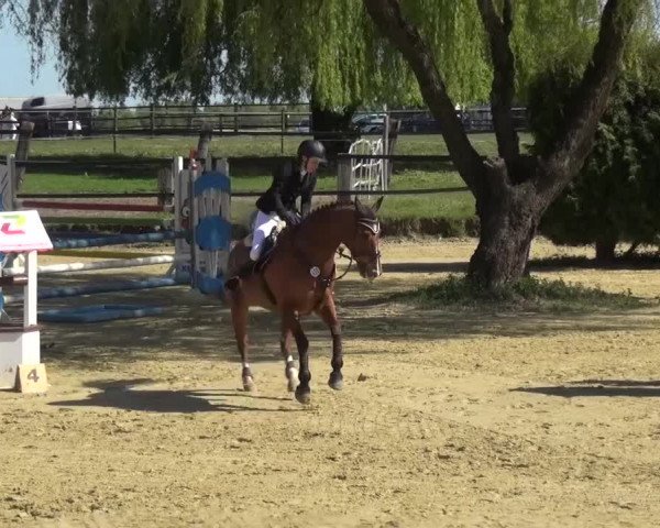 Reitturnier Kaarst - Reitanlage Bierewitz 2016