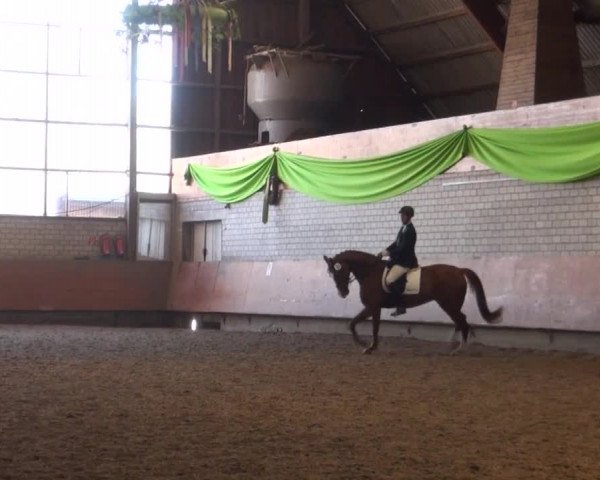 Reitturnier Hellefeld 2016