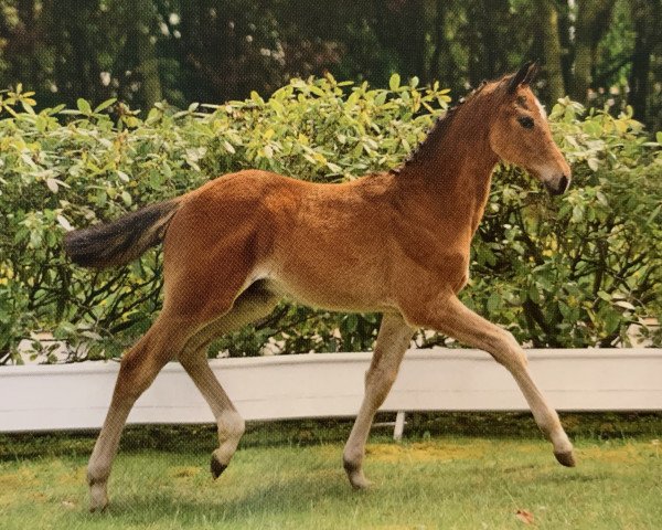 horse All I Want (Holsteiner, 2019, from Amber 119)