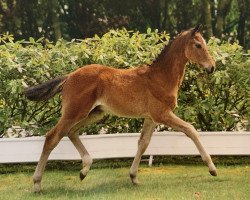 Pferd All I Want (Holsteiner, 2019, von Amber 119)