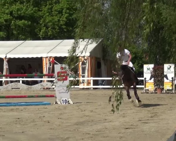 Reitturnier Köln-Seeberg 2016
