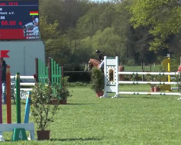 Reitturnier Lienen 2016