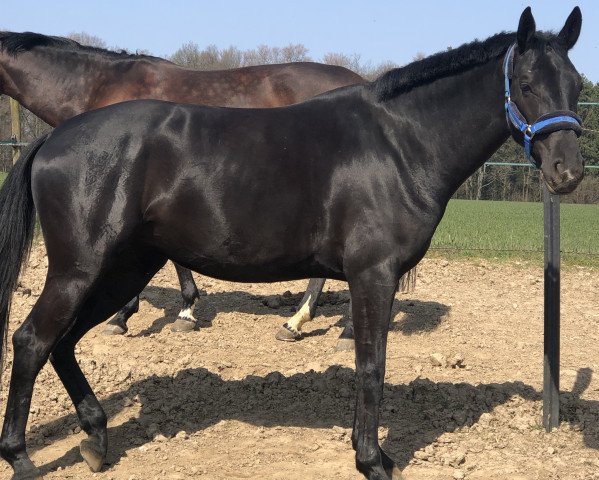 horse Contess (Hanoverian, 2016, from Conteur)