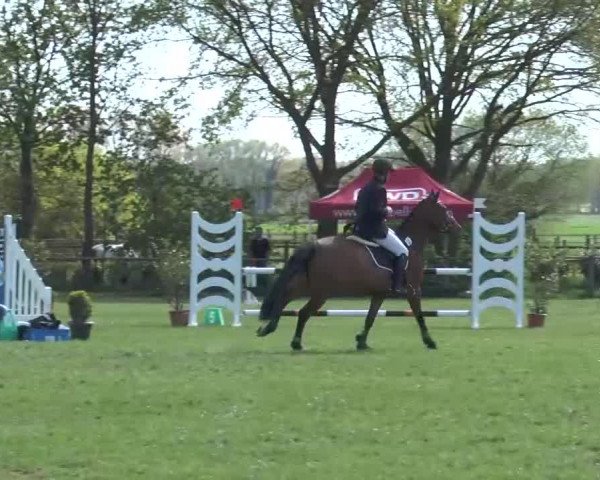 Reitturnier Lienen 2016